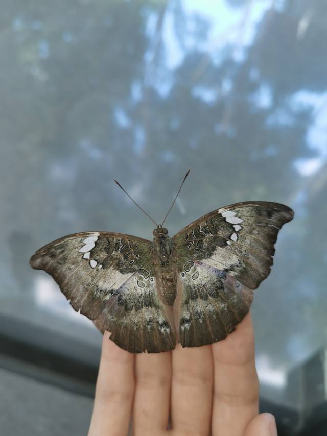 鹰翠蛱蝶