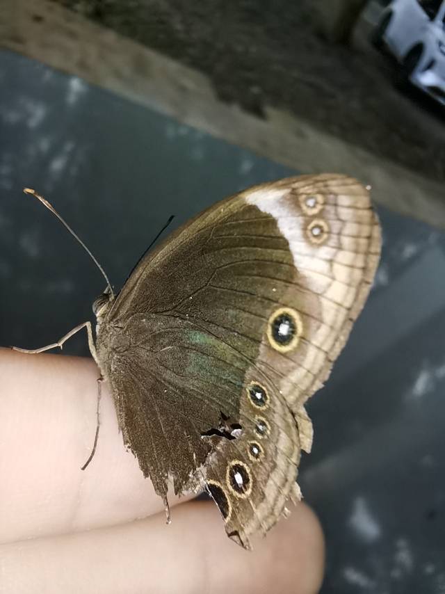 君主眉眼蝶