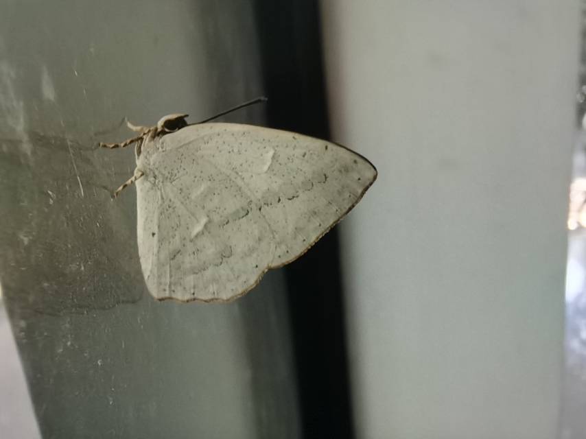 尖翅银灰蝶