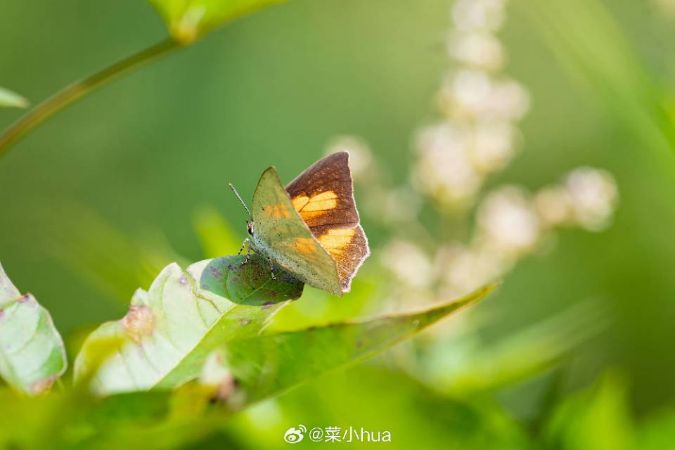 尖翅银灰蝶