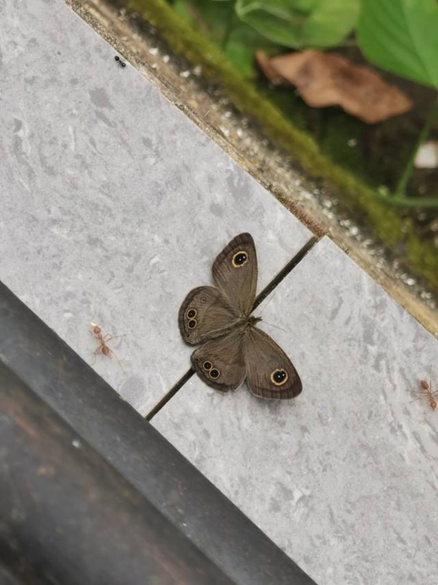 矍眼蝶