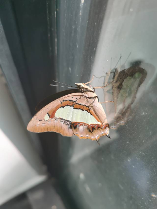 窄斑凤尾蛱蝶