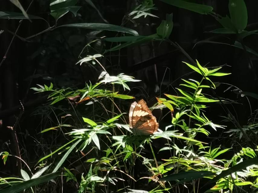 孔子翠蛱蝶的公开观测照片