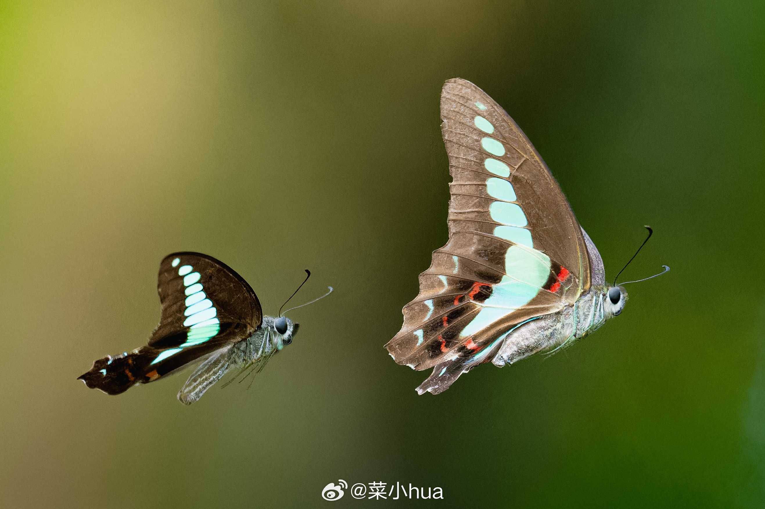 青凤蝶