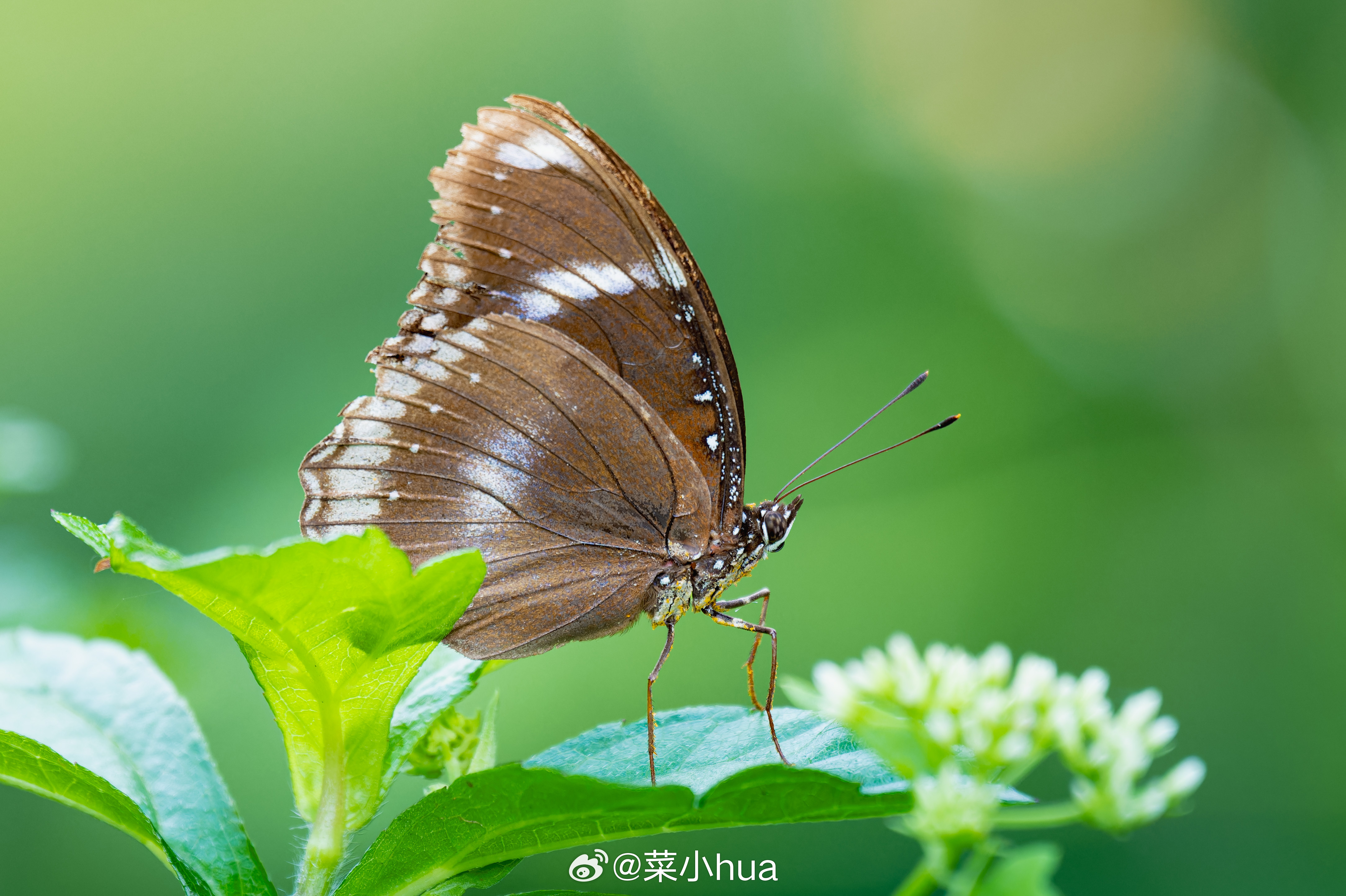 幻紫斑蛱蝶