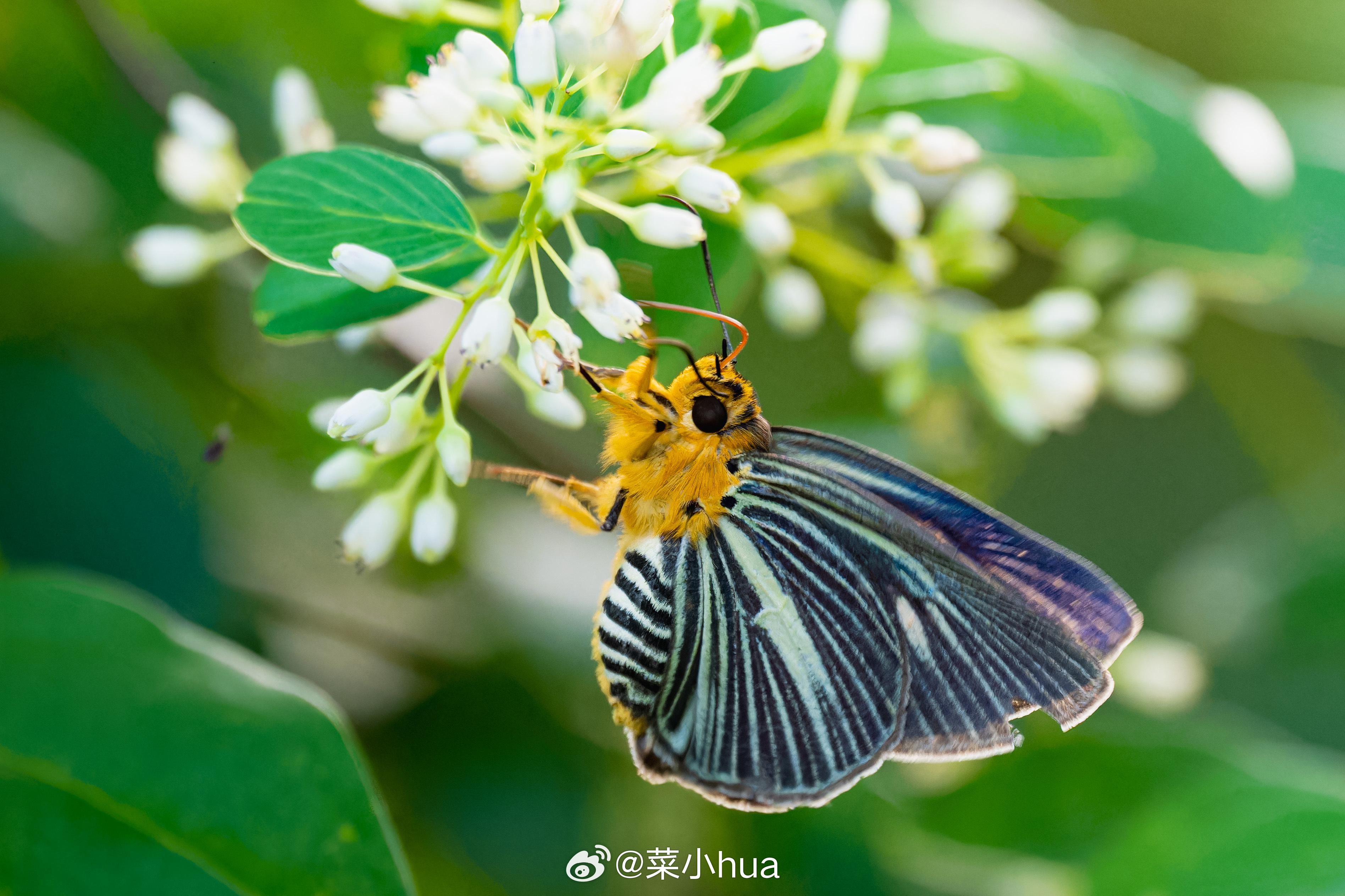 白暮弄蝶