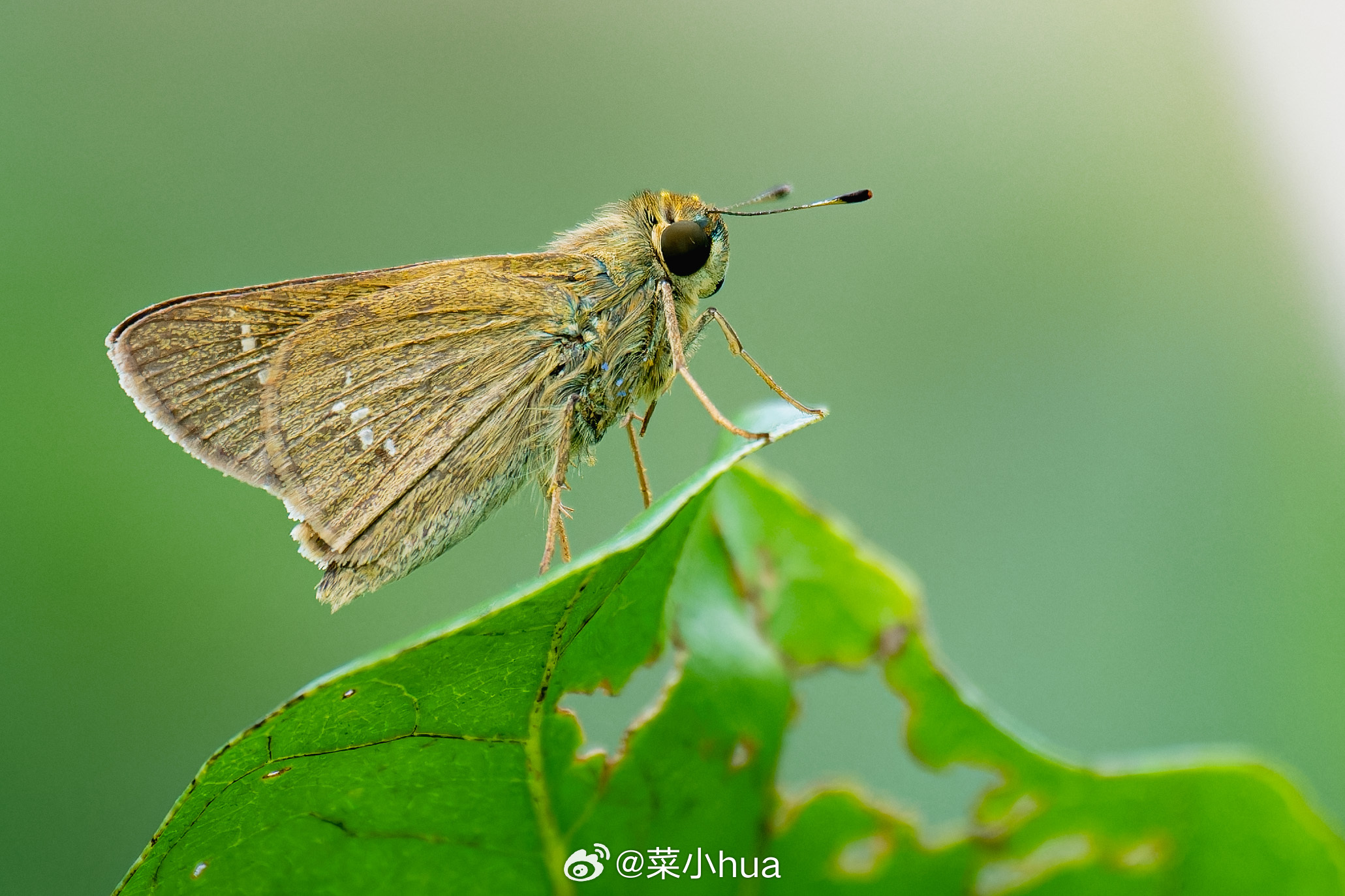 幺纹稻弄蝶
