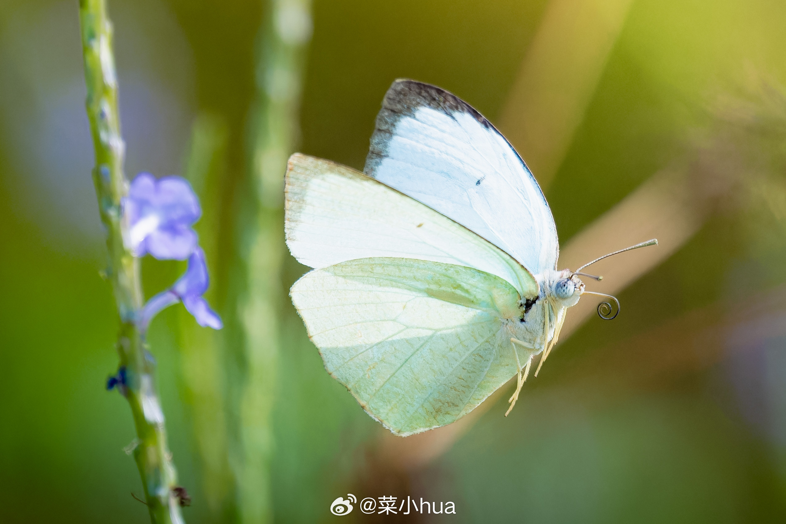 梨花迁粉蝶