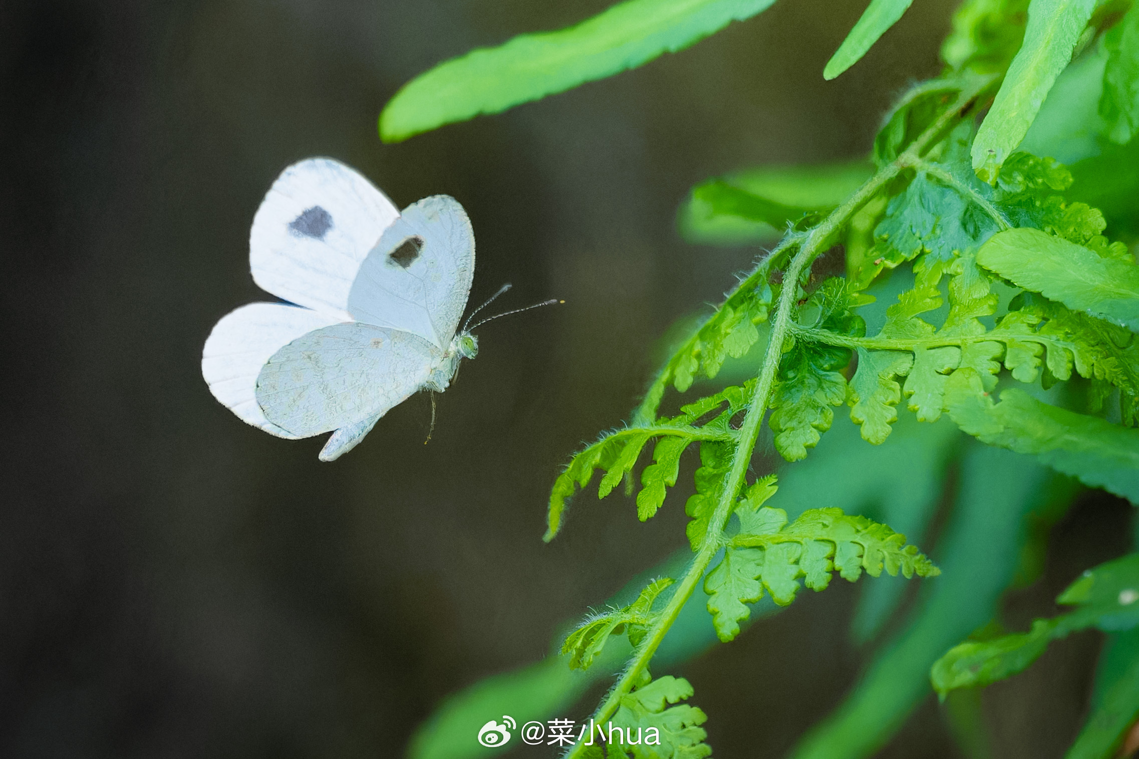 纤粉蝶