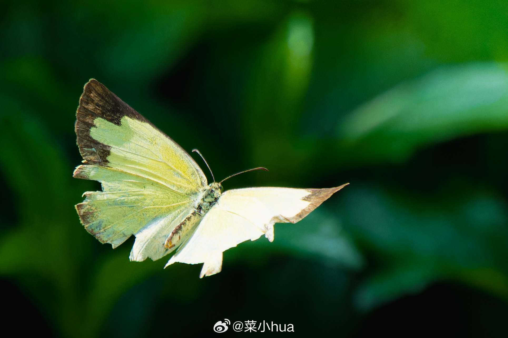 宽边黄粉蝶