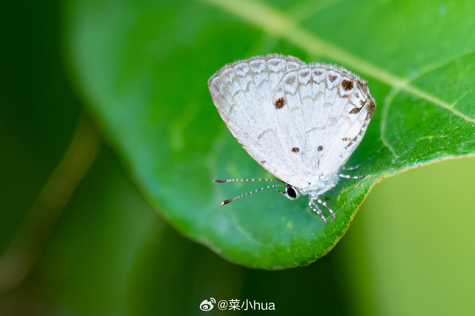 美姬灰蝶