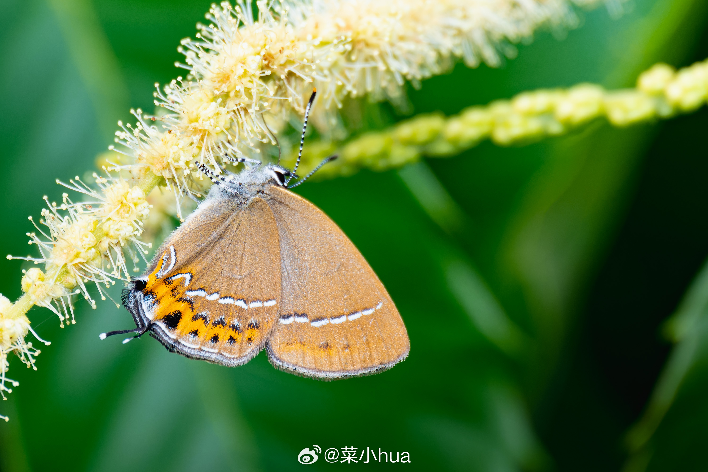 波洒灰蝶
