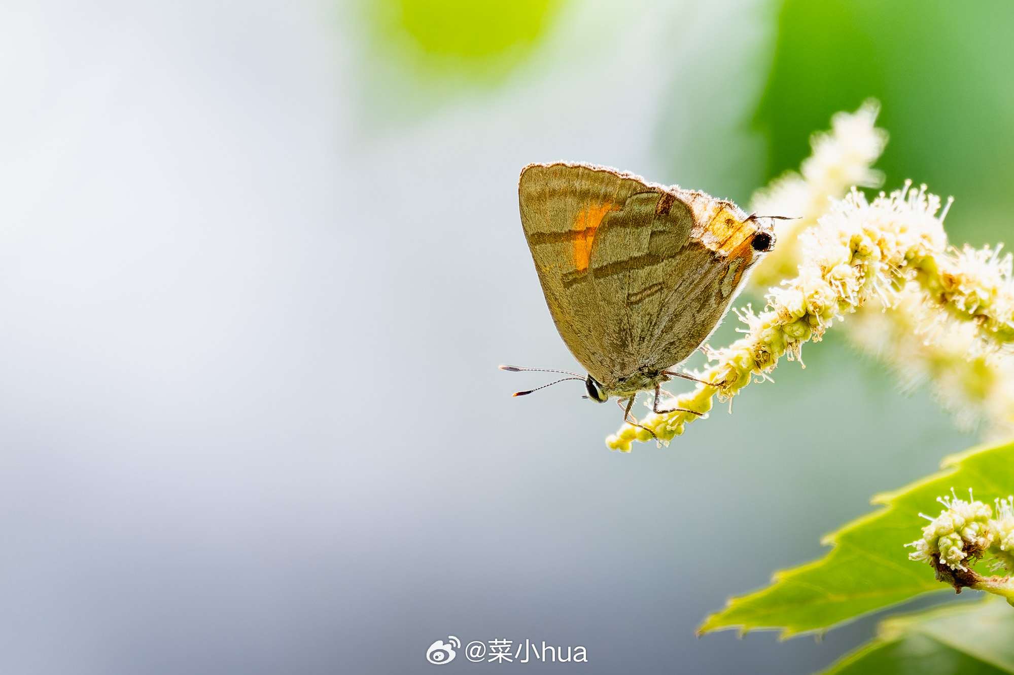 蓝燕灰蝶