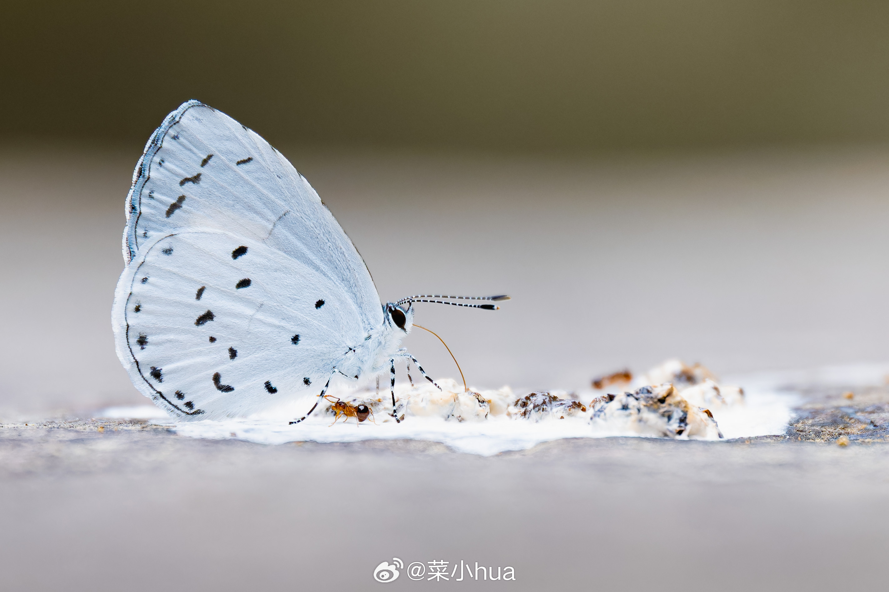 白斑妩灰蝶