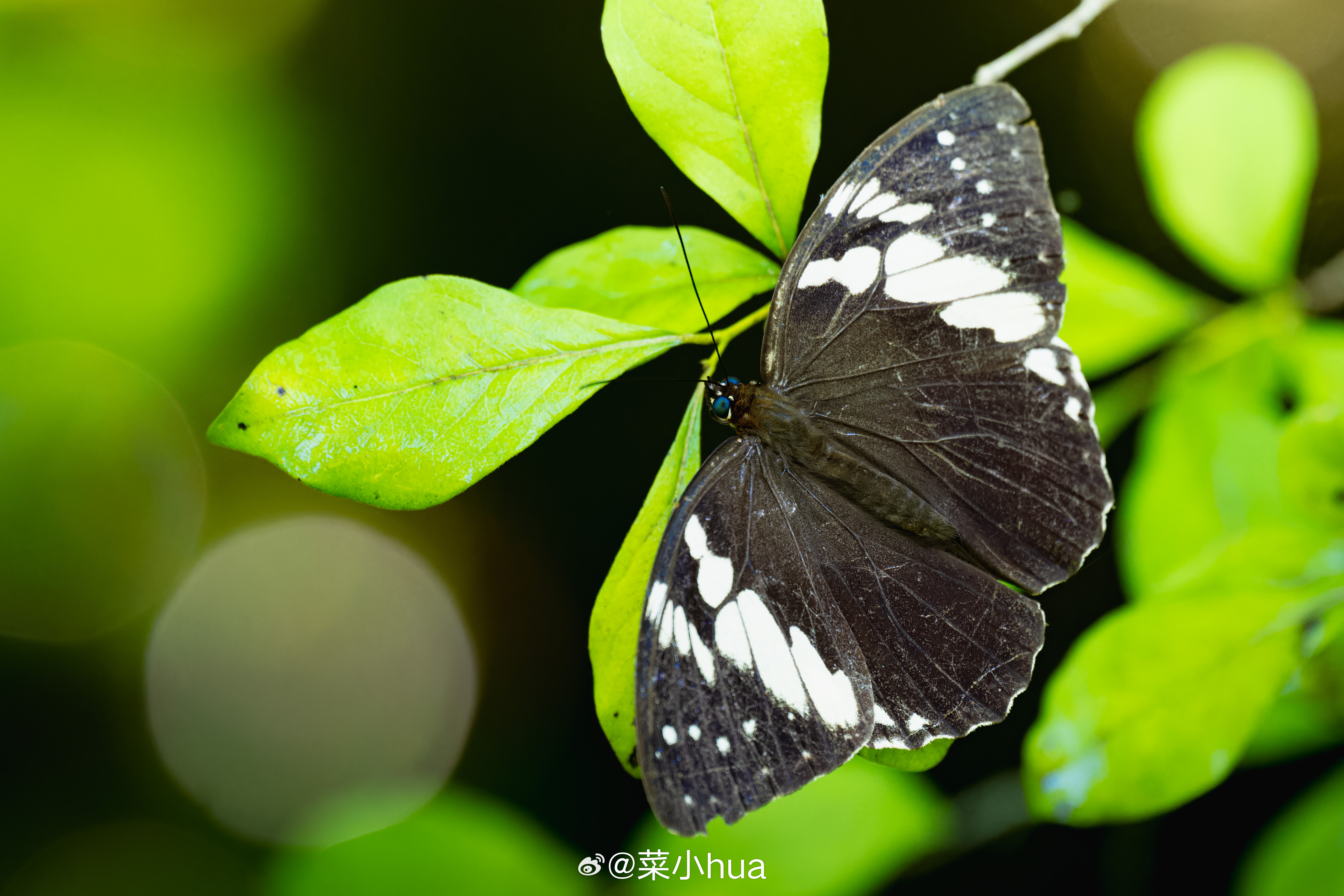 白斑眼蝶