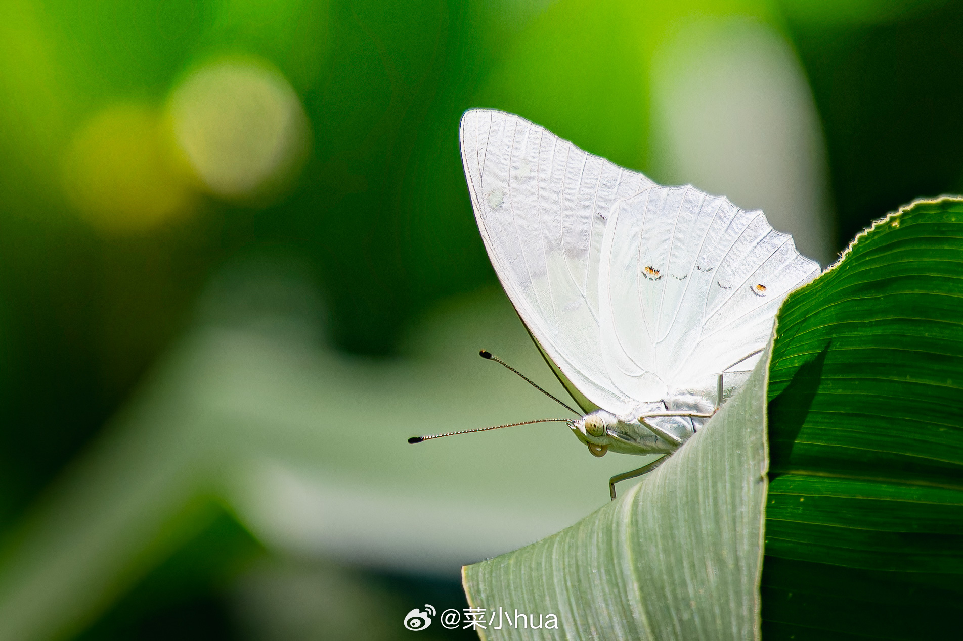 傲白蛱蝶
