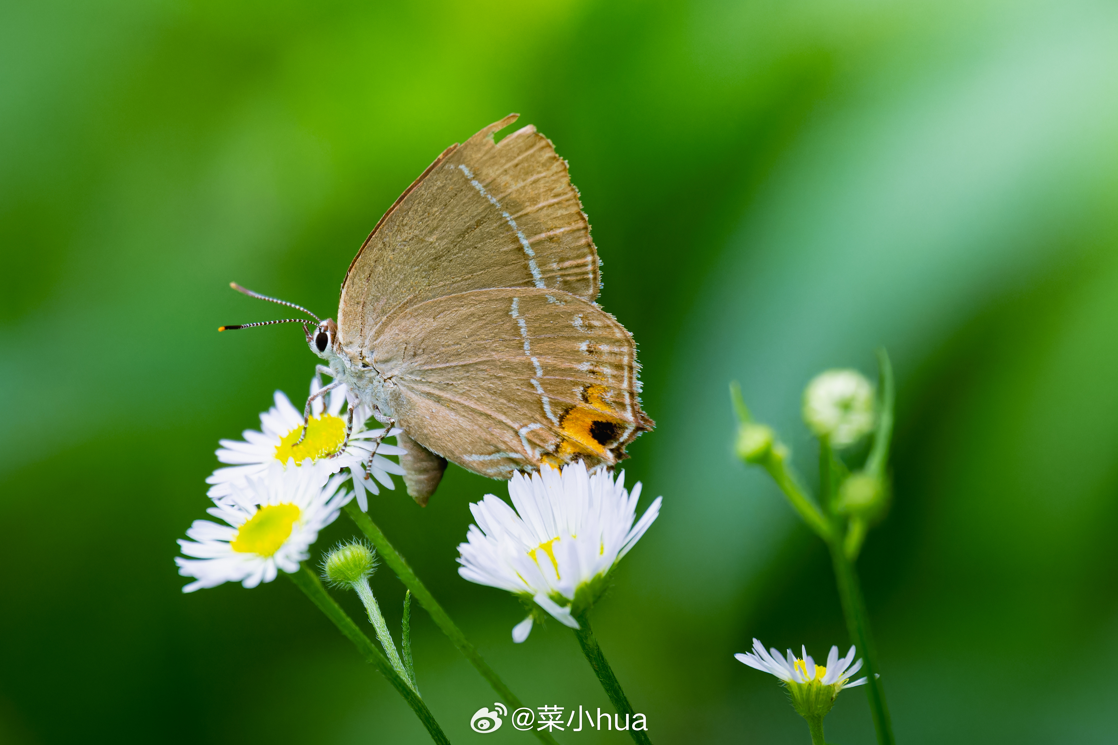 优秀洒灰蝶