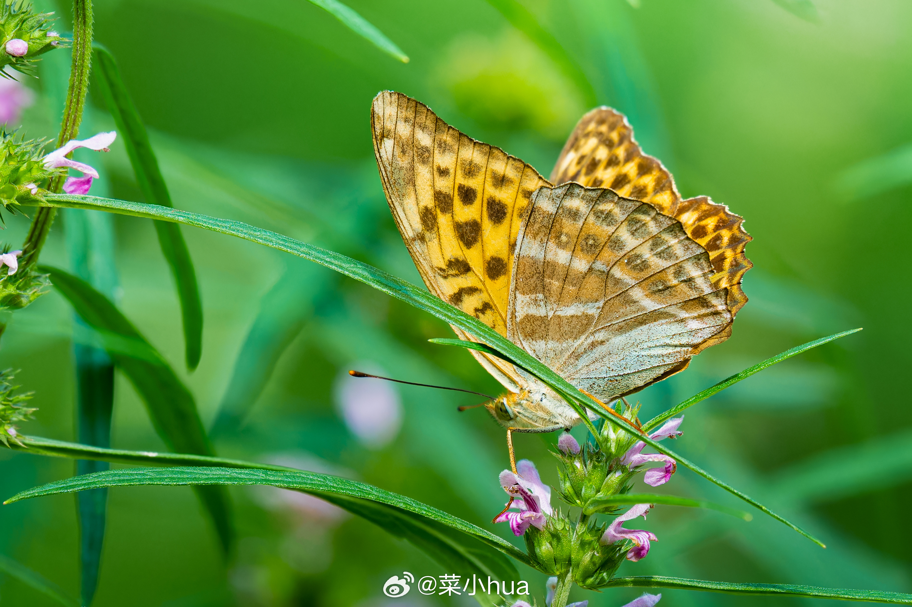 绿豹蛱蝶