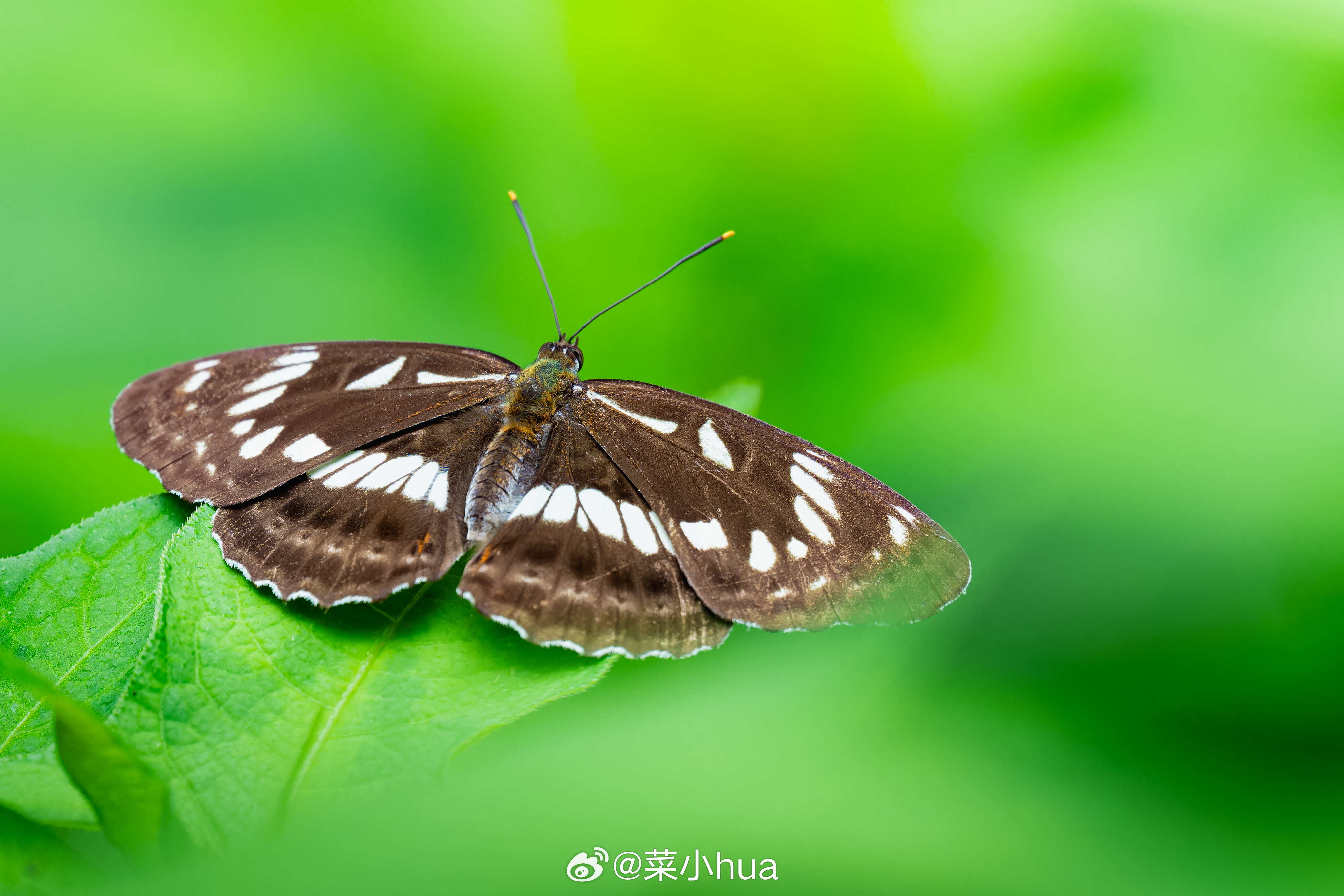 断眉线蛱蝶