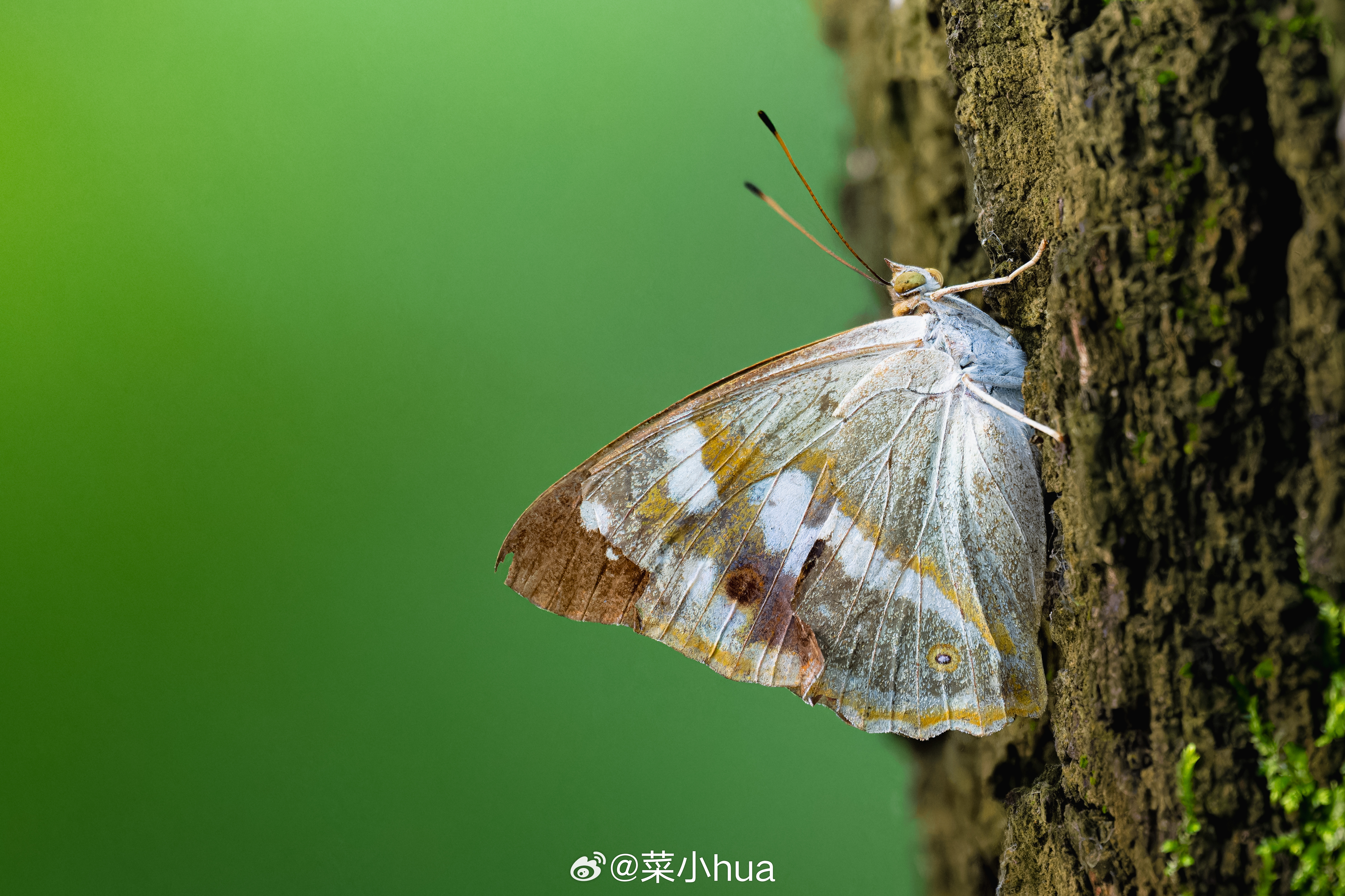 森铠蛱蝶