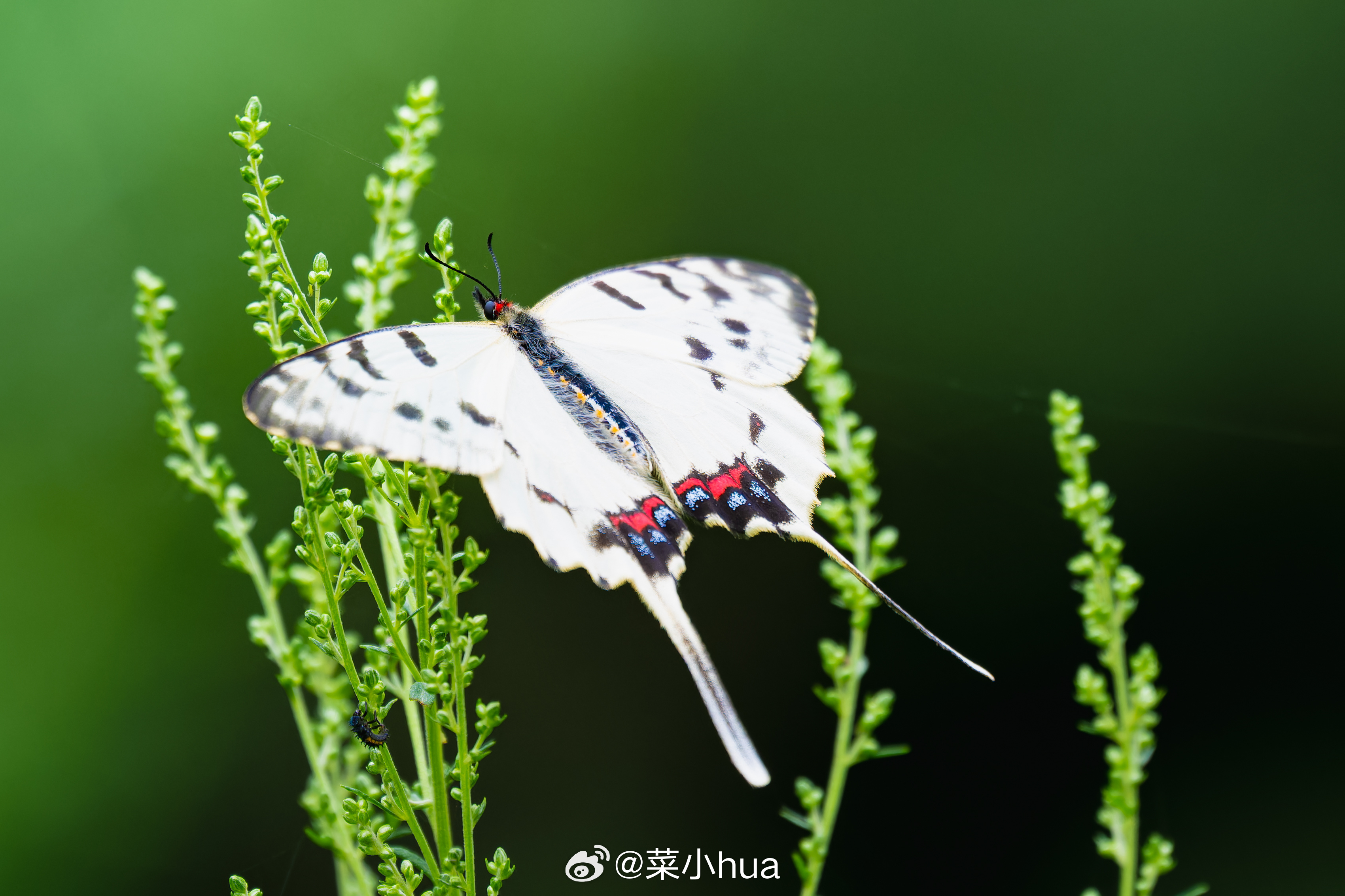 丝带凤蝶