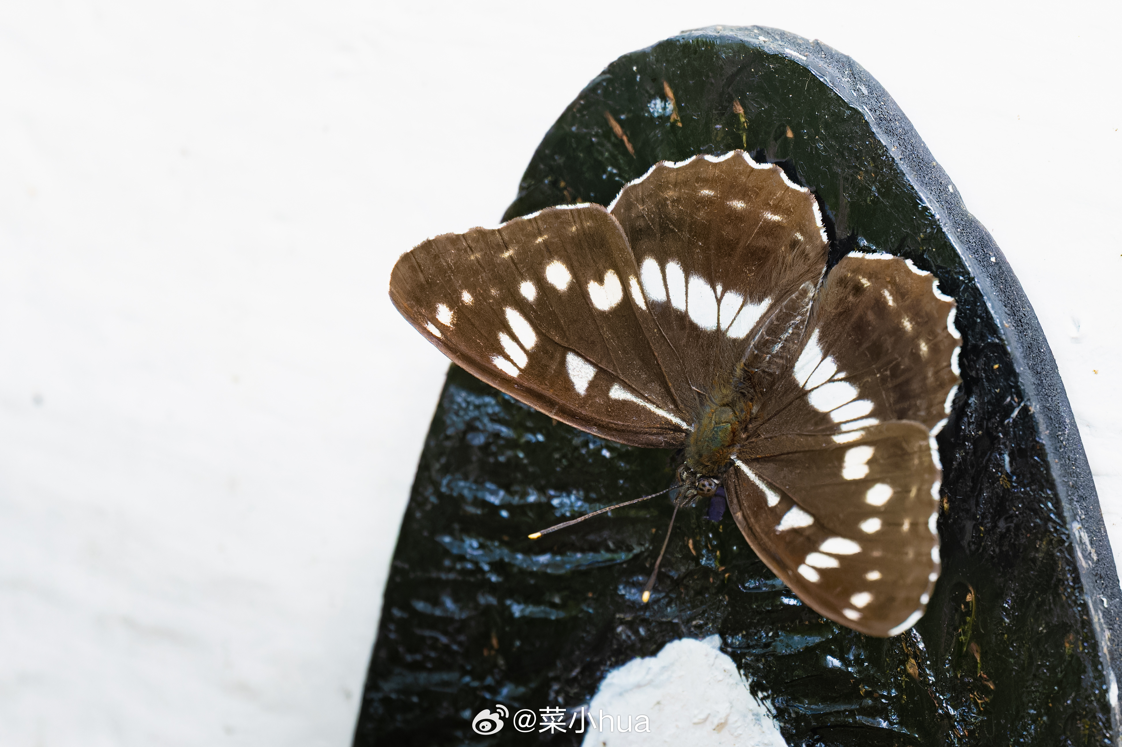 扬眉线蛱蝶