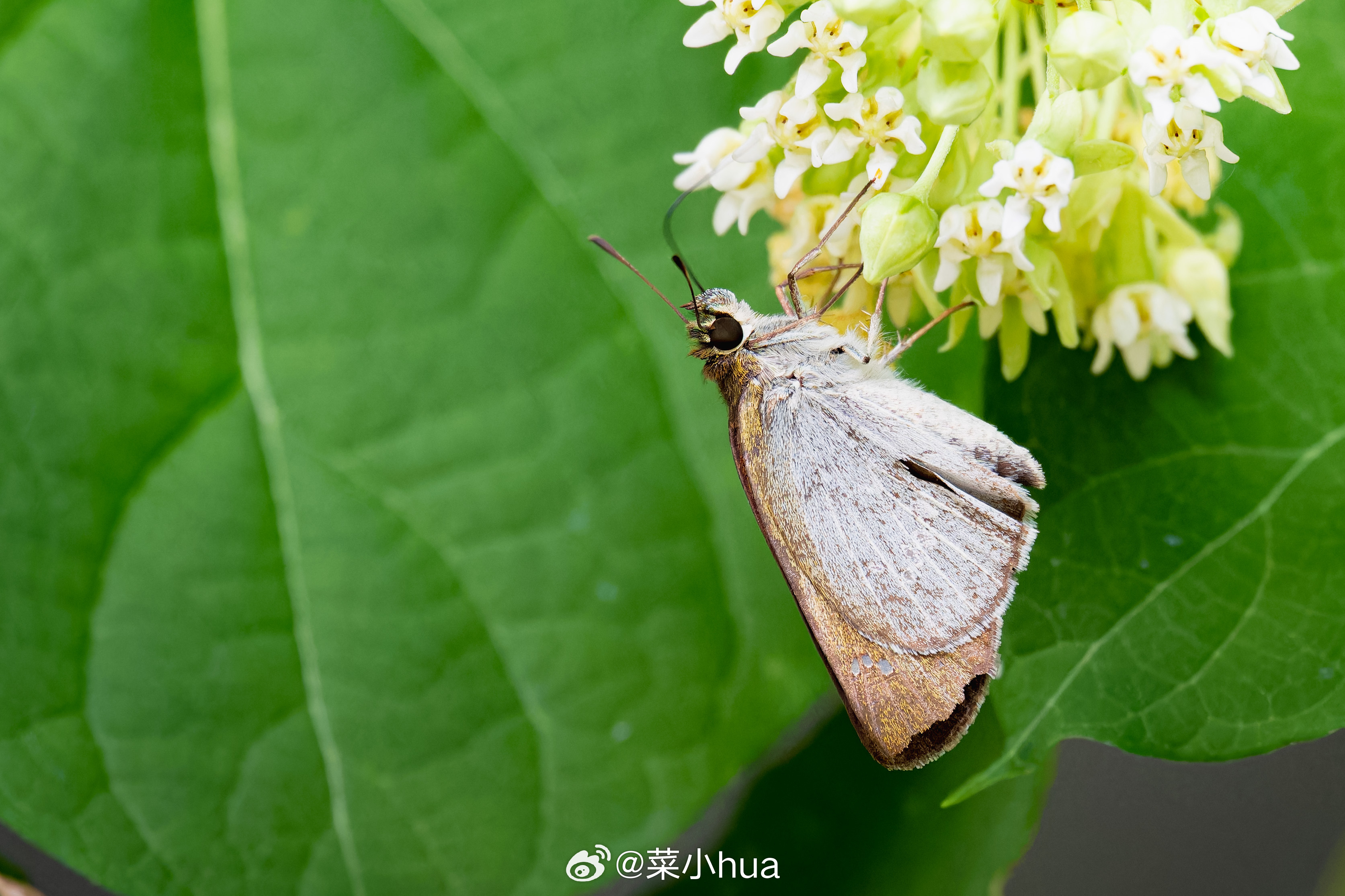 白缨孔弄蝶
