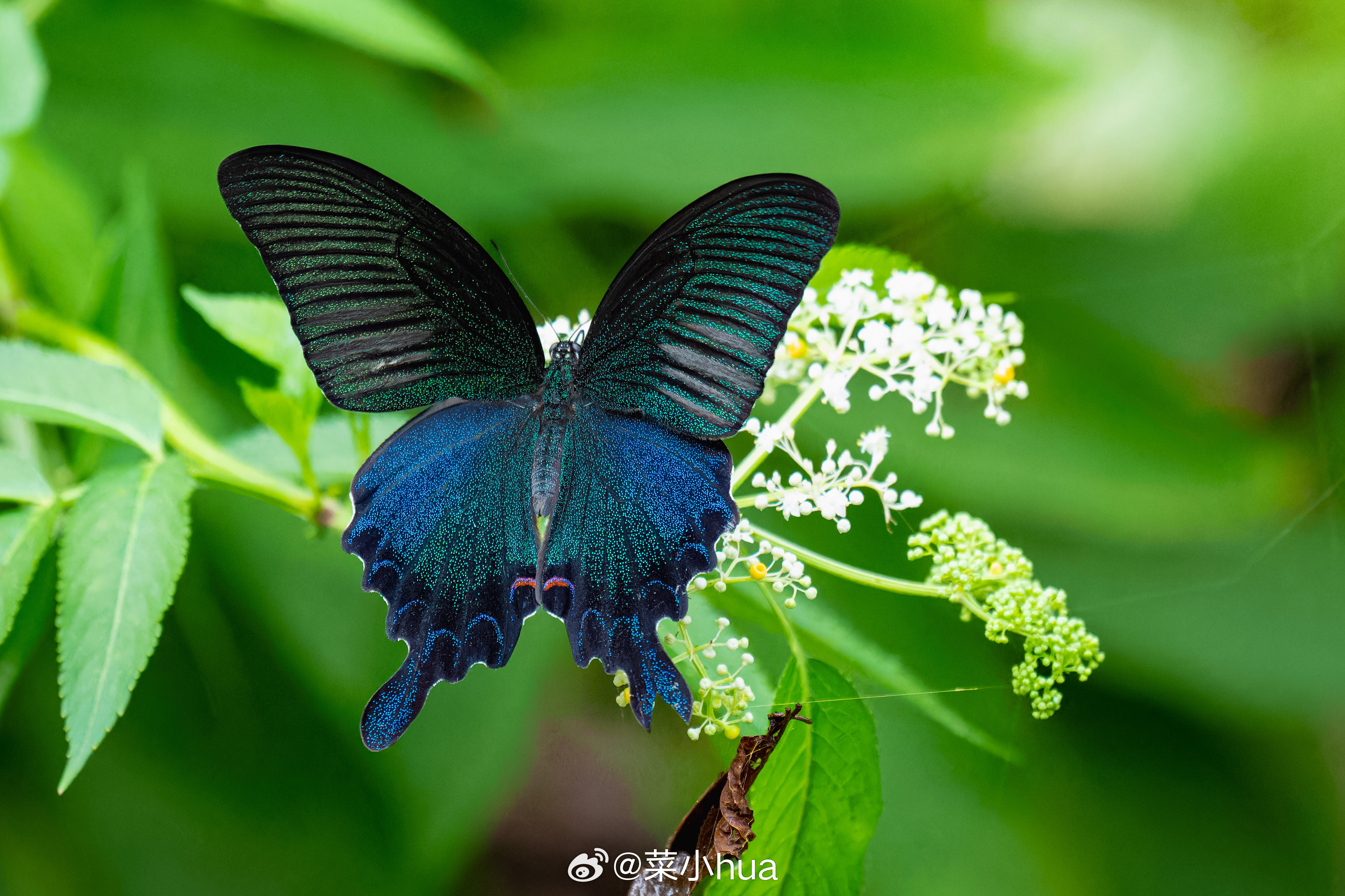 穹翠凤蝶