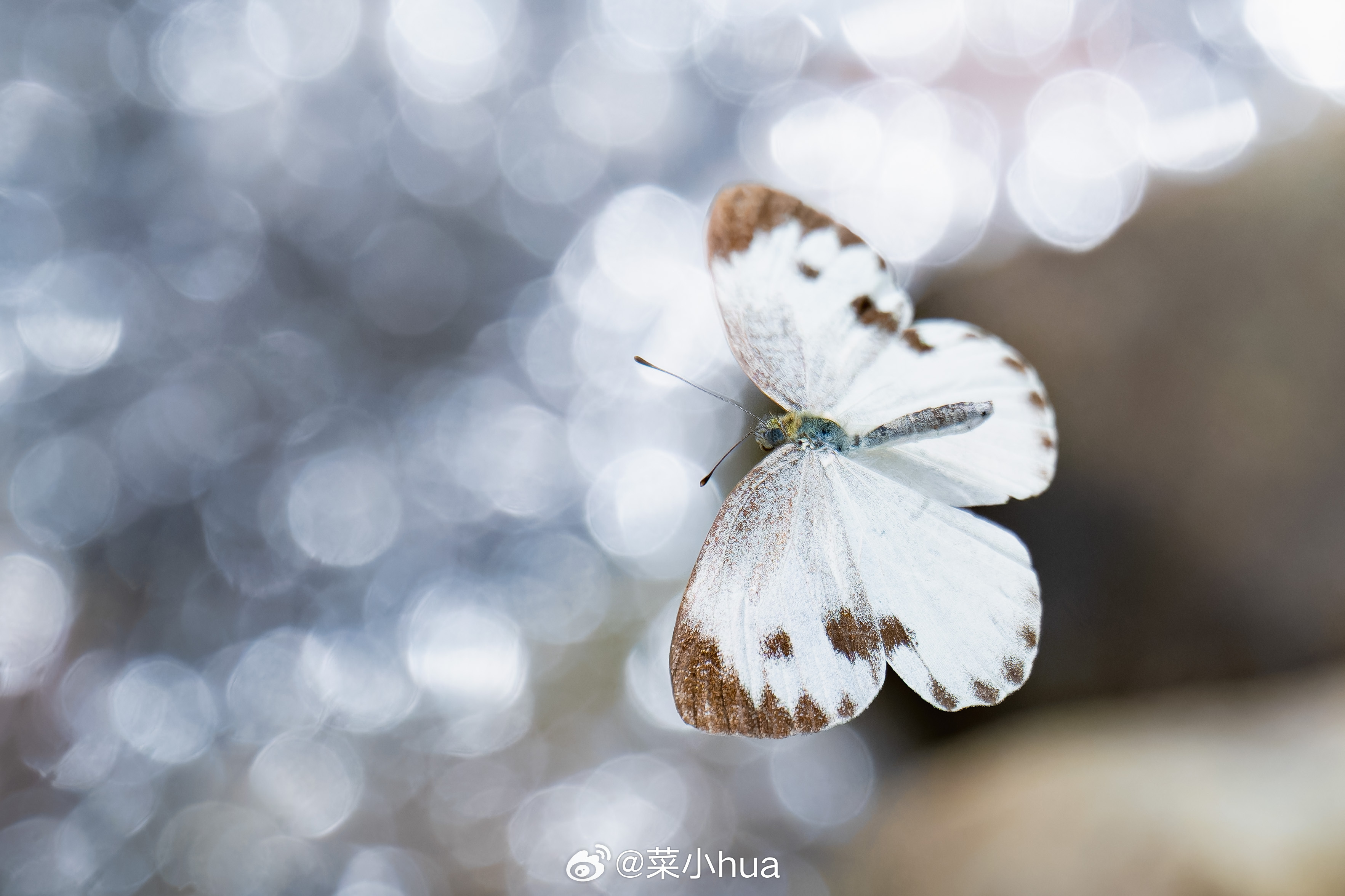 东方菜粉蝶
