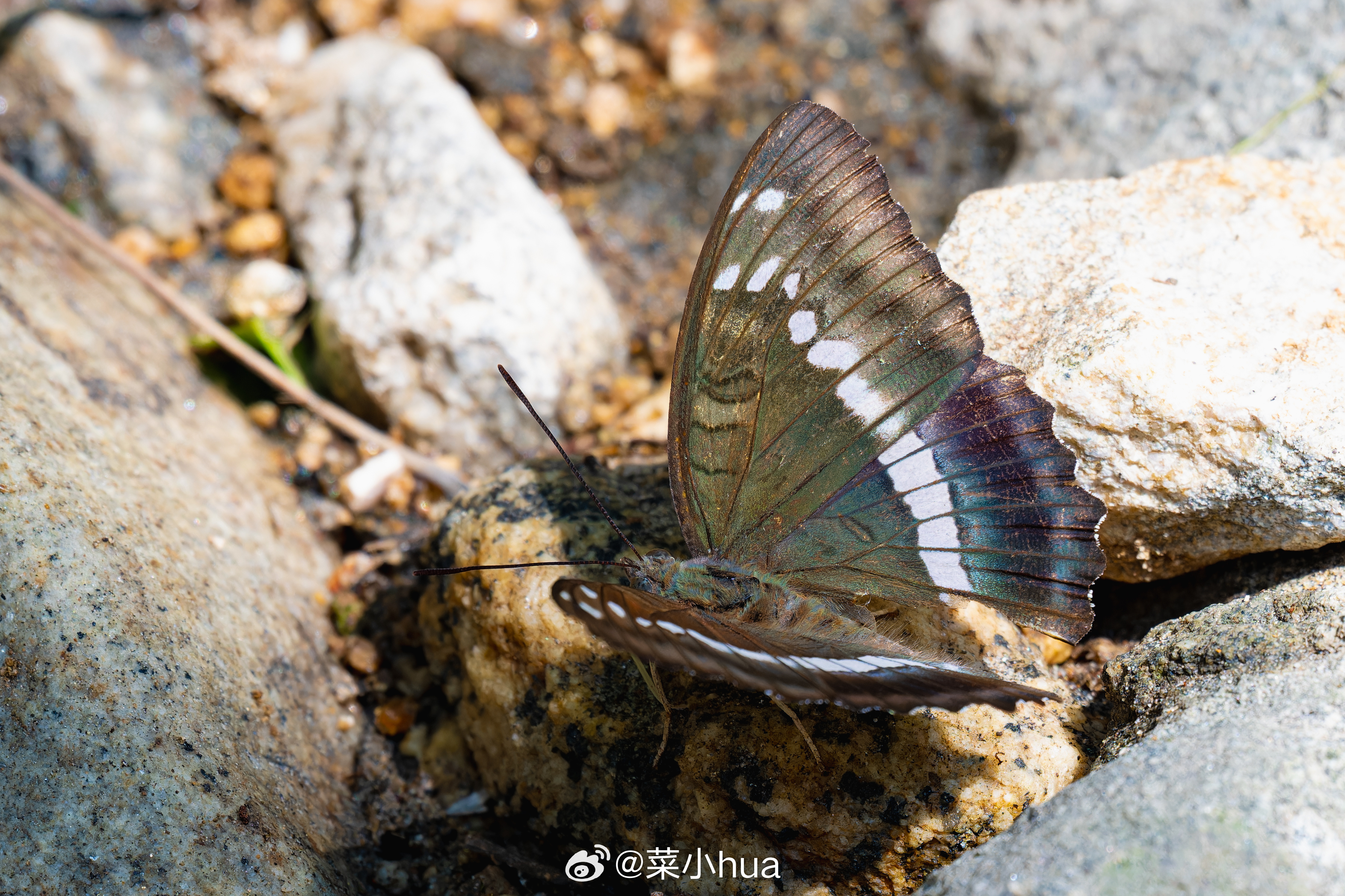 华东翠蛱蝶
