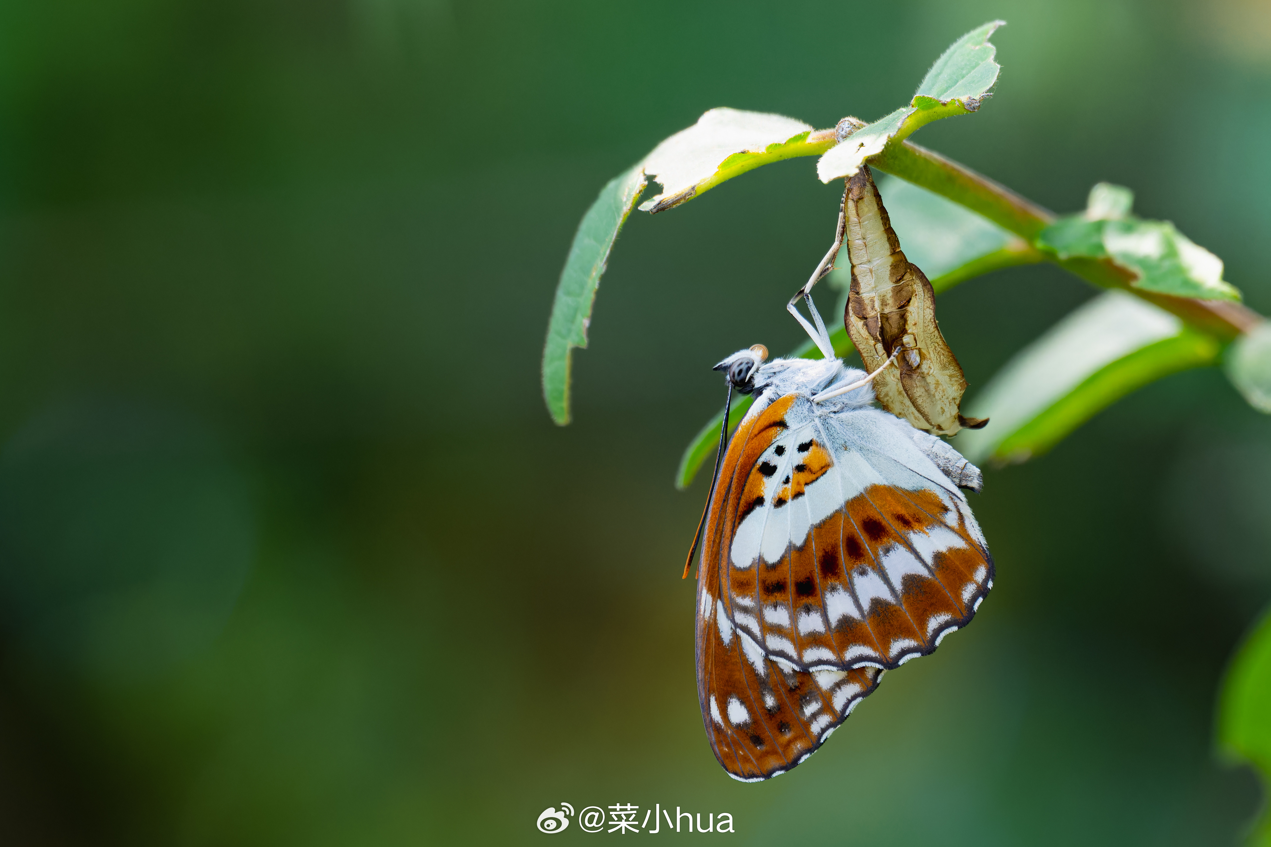 残锷线蛱蝶