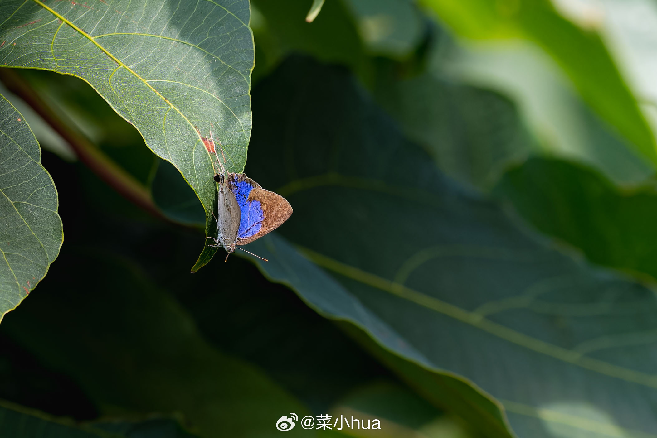 珀灰蝶