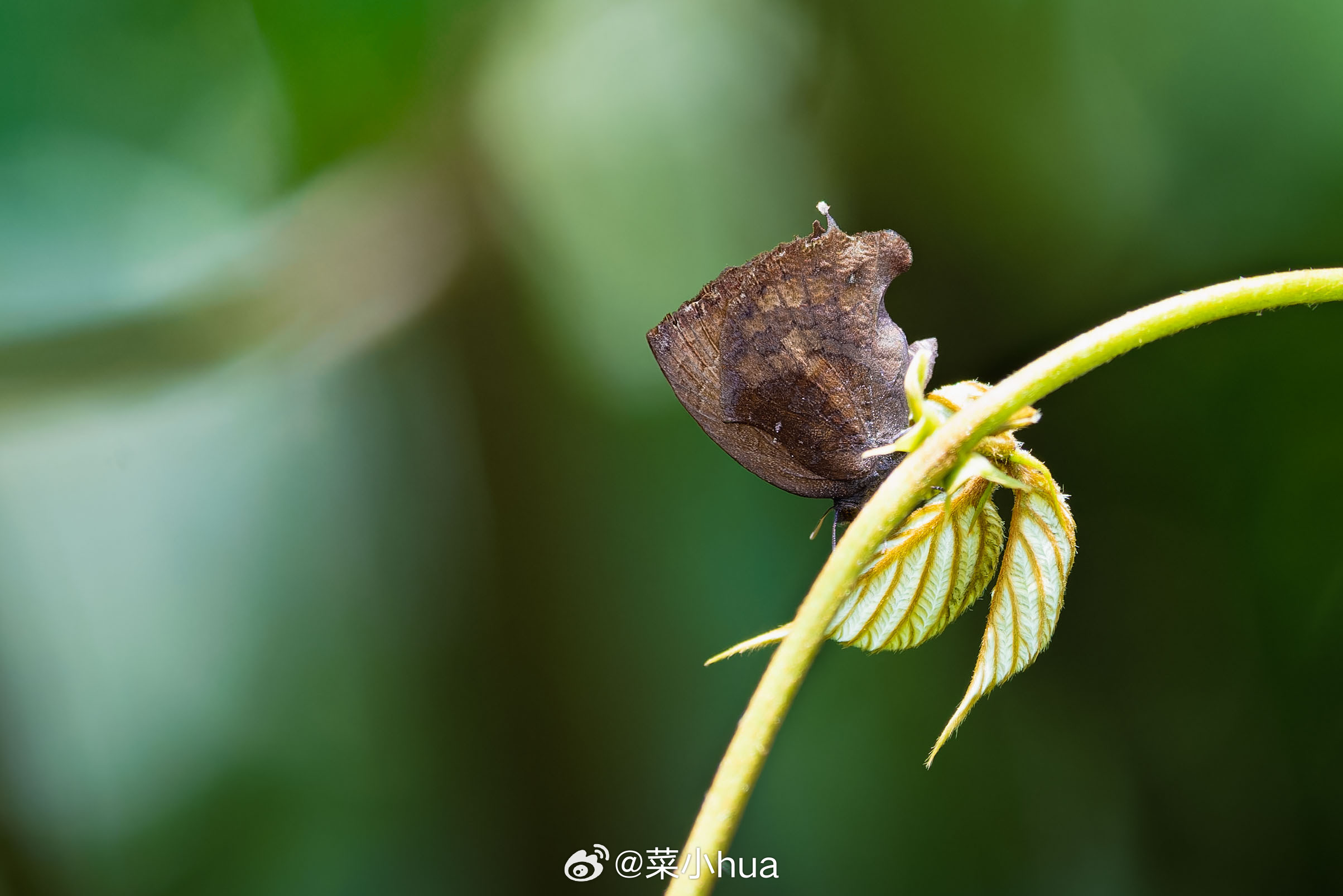 玛灰蝶