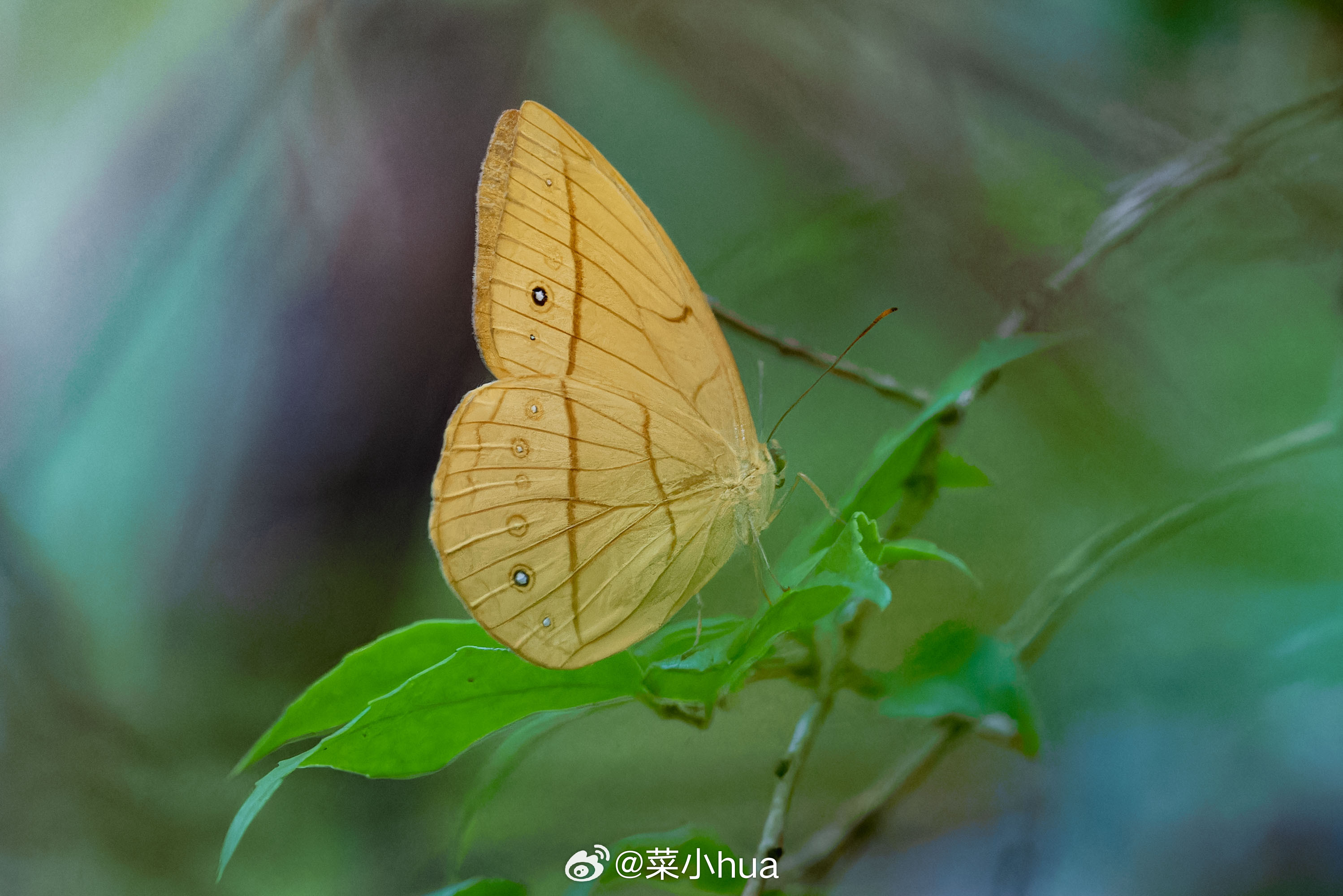 纹环蝶