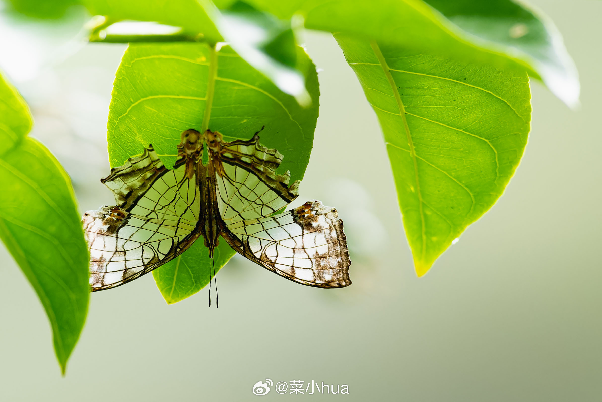 网丝蛱蝶