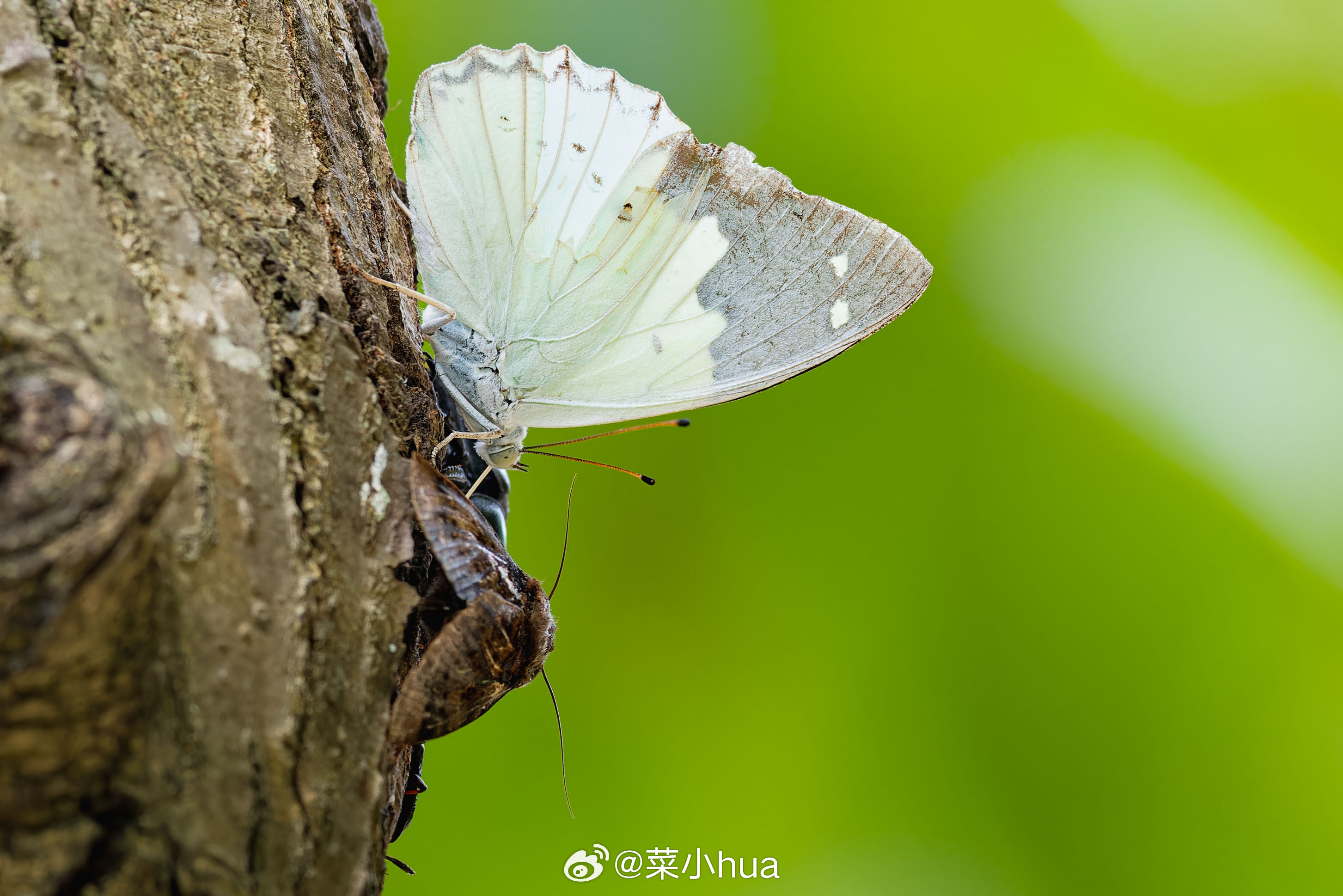 傲白蛱蝶