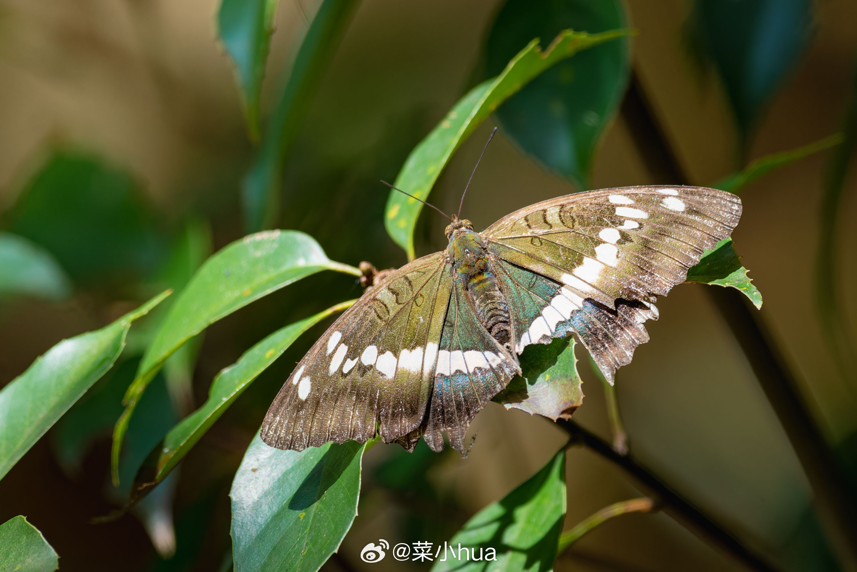 华东翠蛱蝶