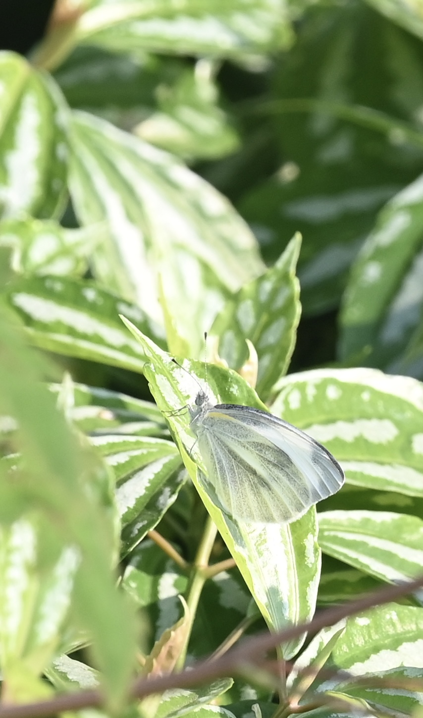 东方菜粉蝶