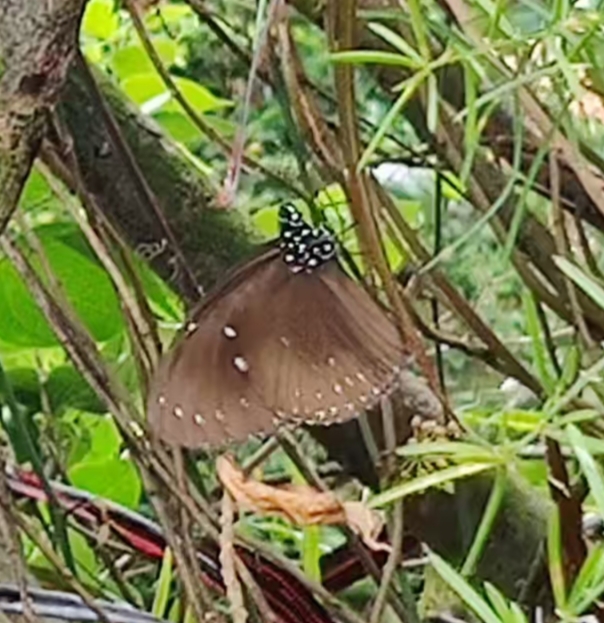 蓝点紫斑蝶