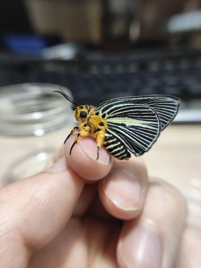白暮弄蝶