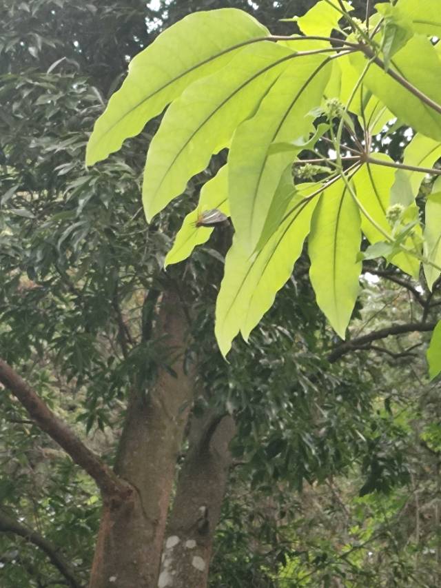 白暮弄蝶