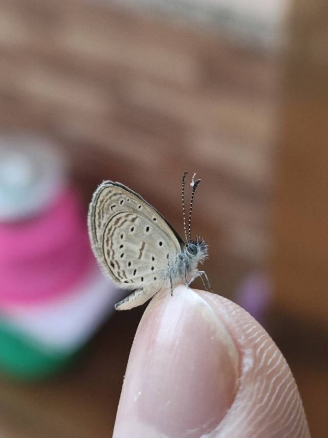 长腹灰蝶