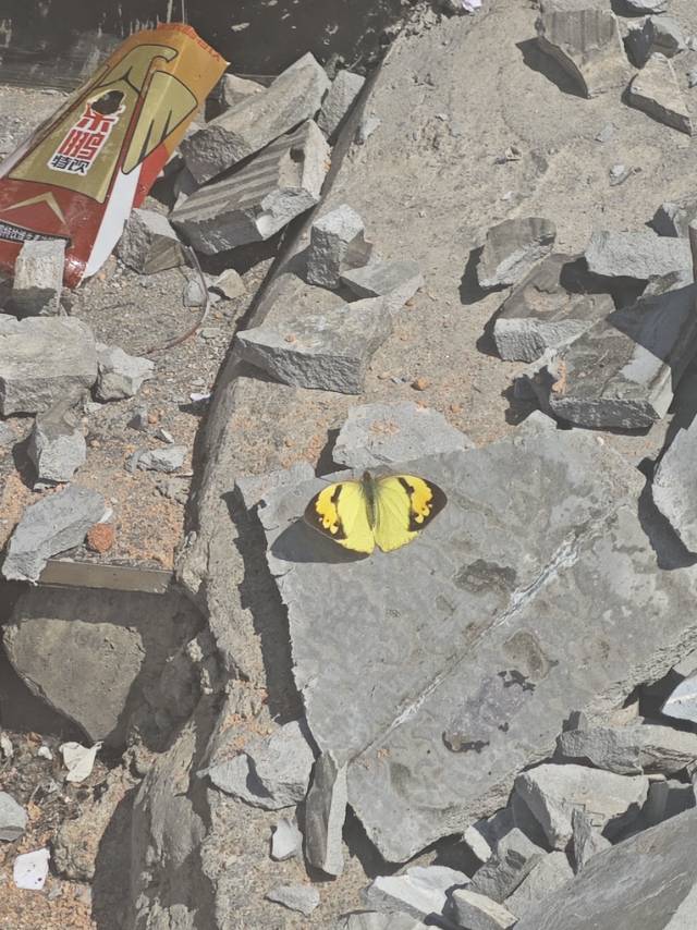 橙粉蝶