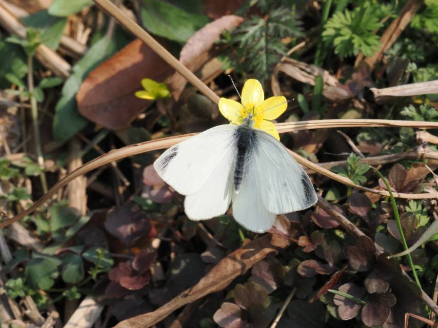 菜粉蝶