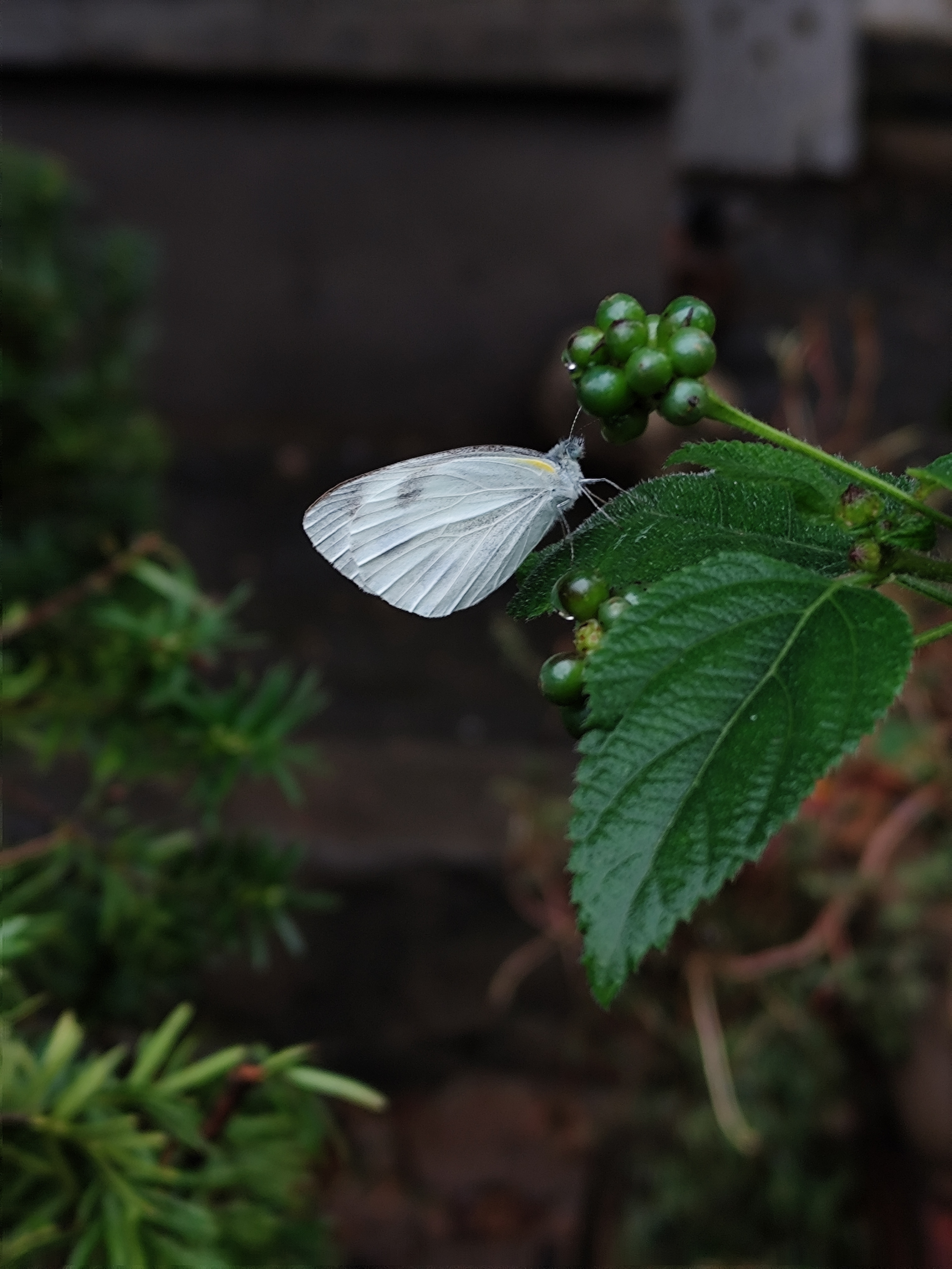 东方菜粉蝶