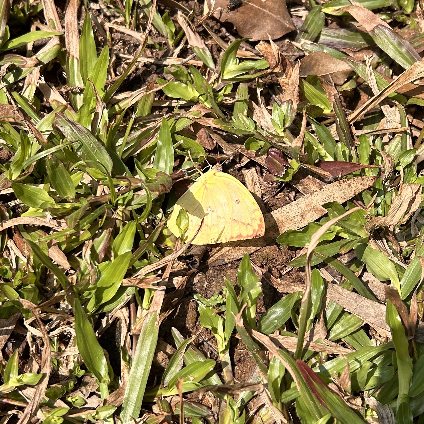 迁粉蝶