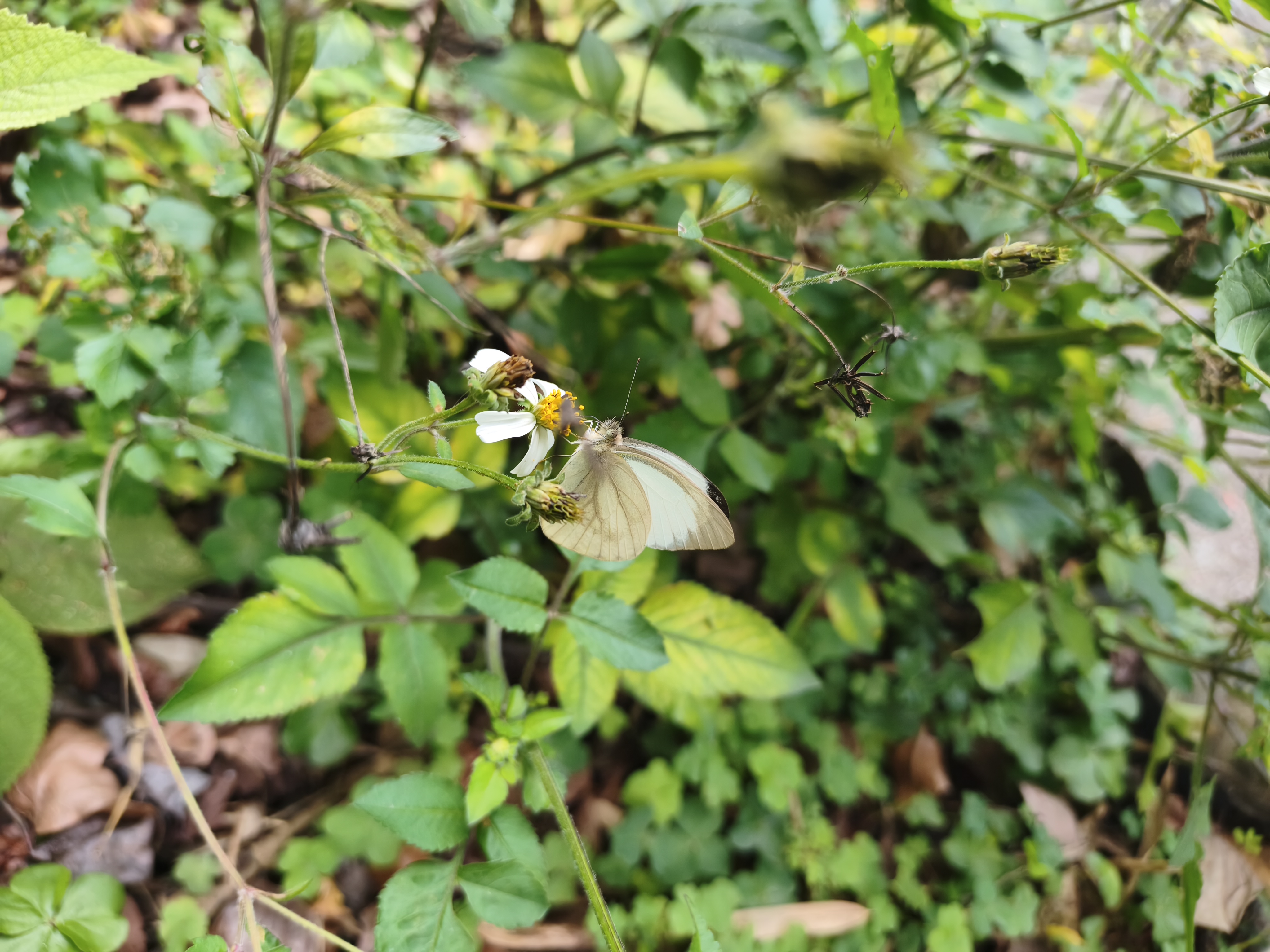 青园粉蝶