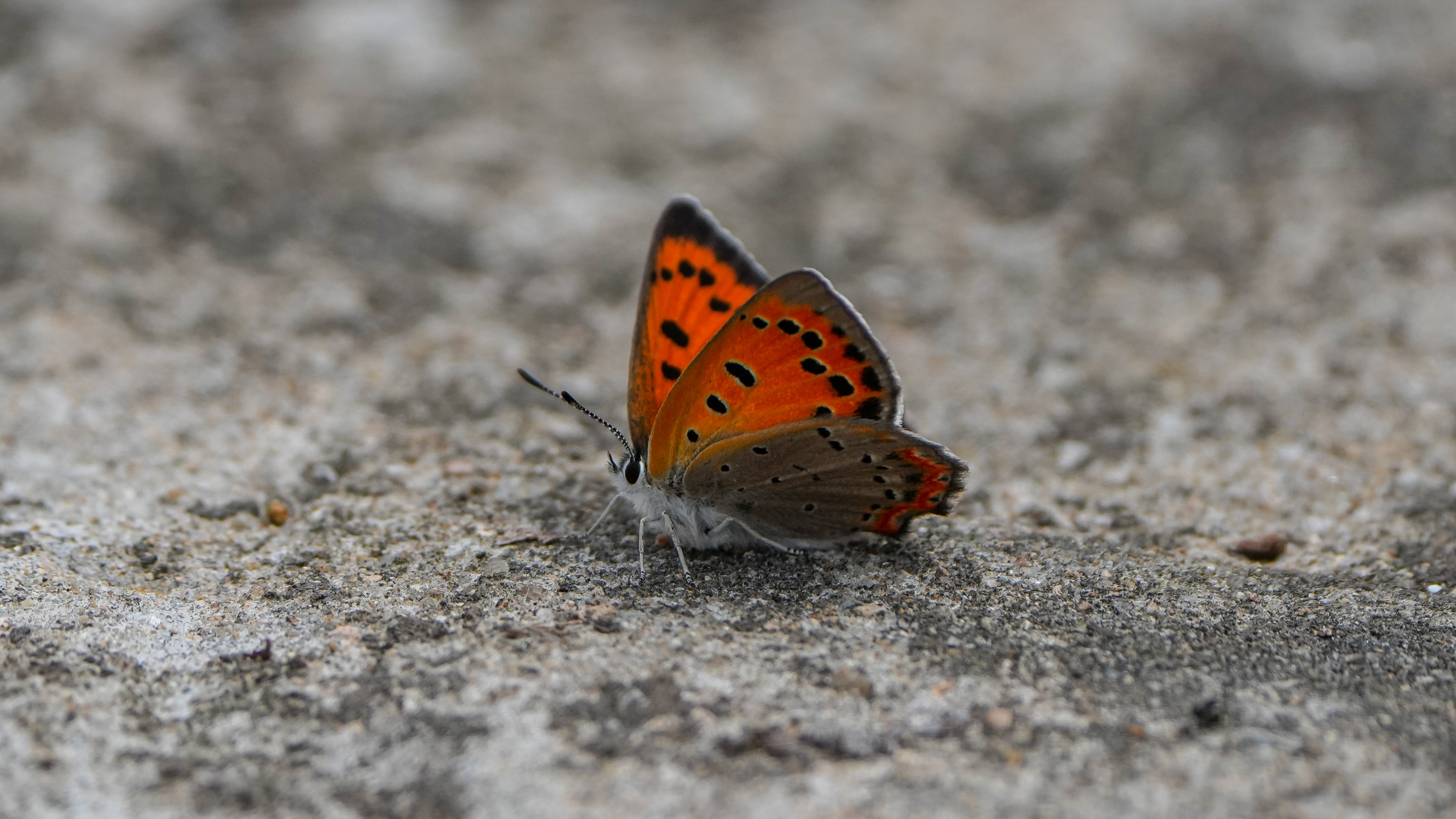 红灰蝶