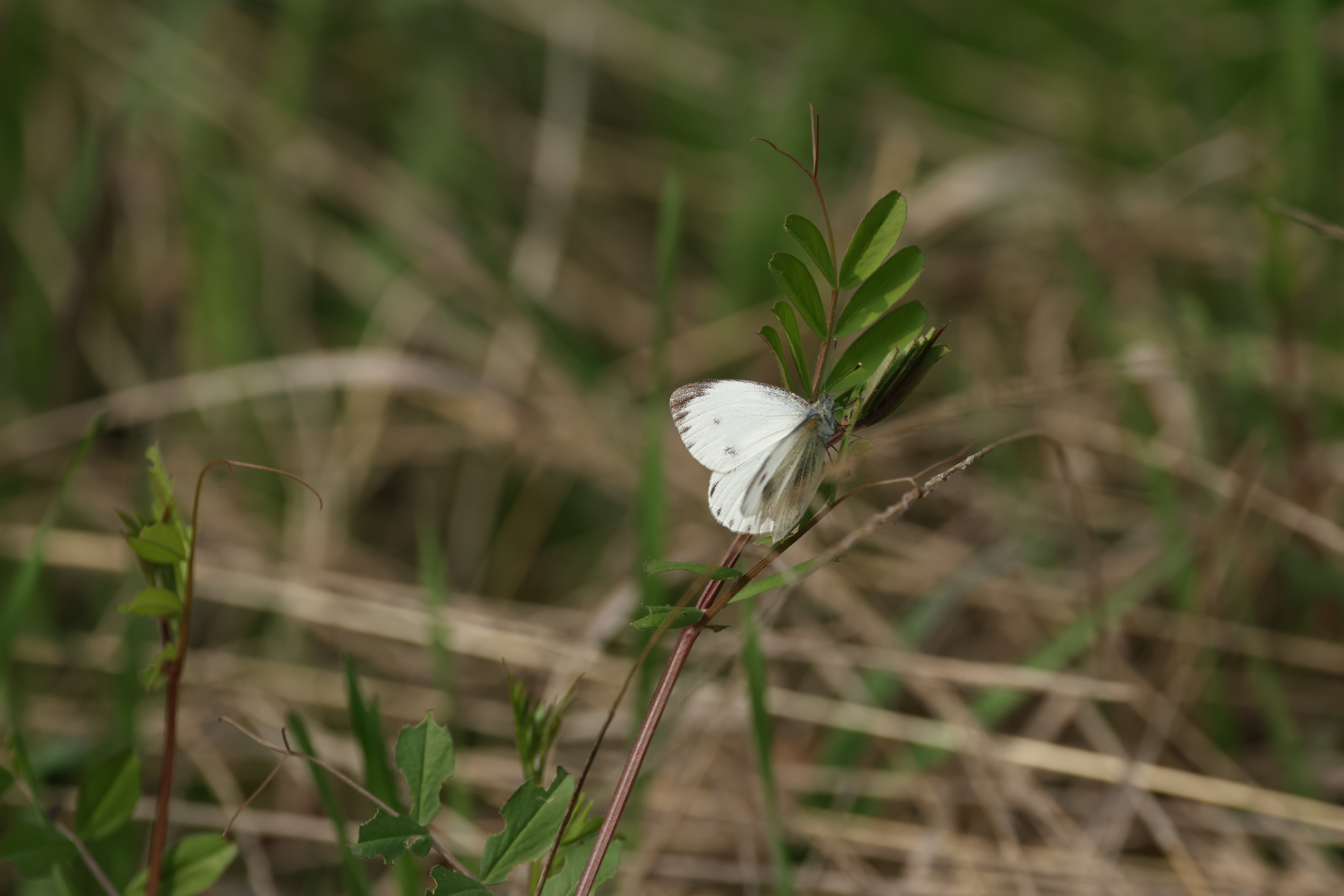 东方菜粉蝶