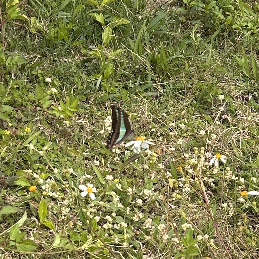 青凤蝶
